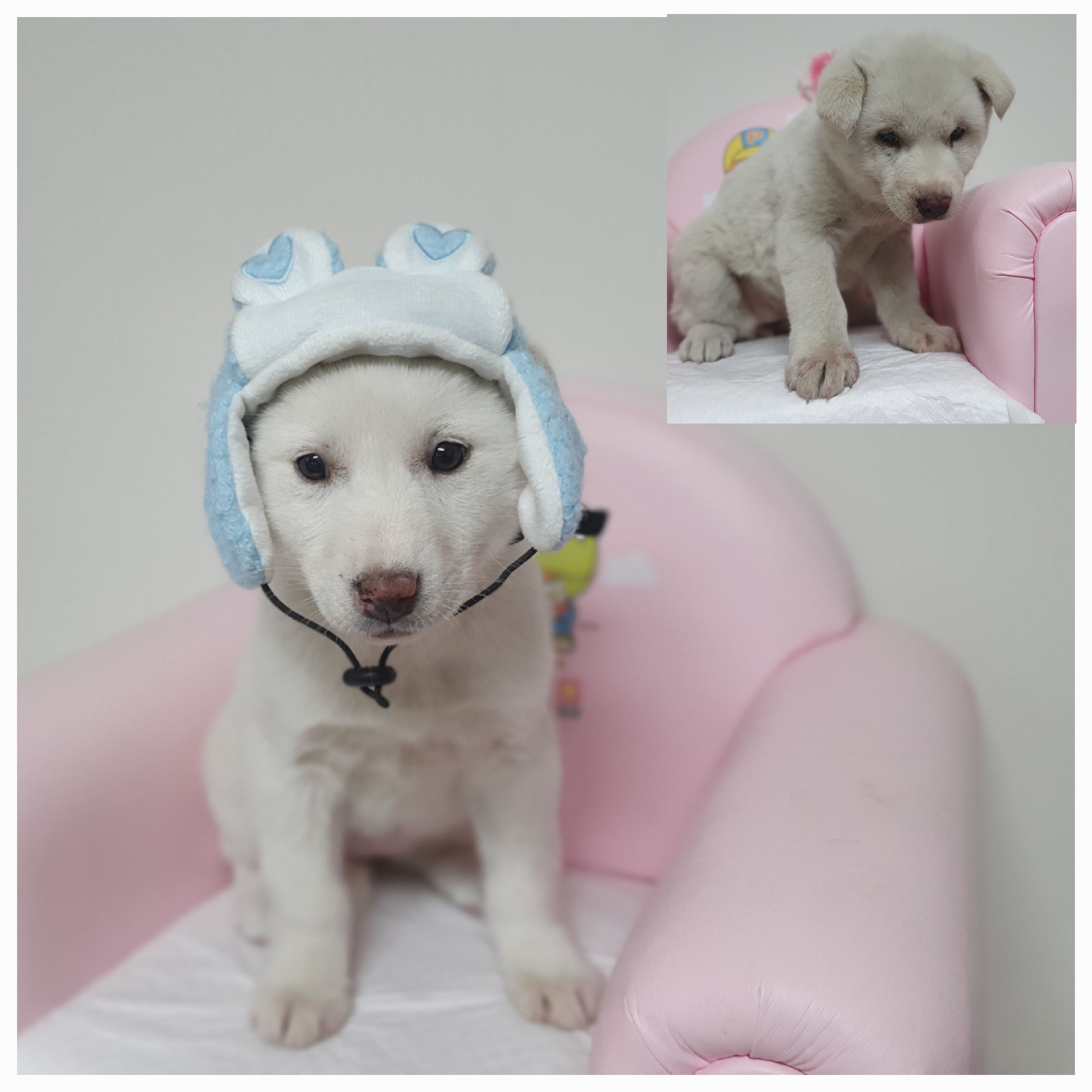 창원유기동물보호소_448567202500033